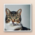 Custom pet photo fridge magnet showing a tabby cat photo and the name Stitch