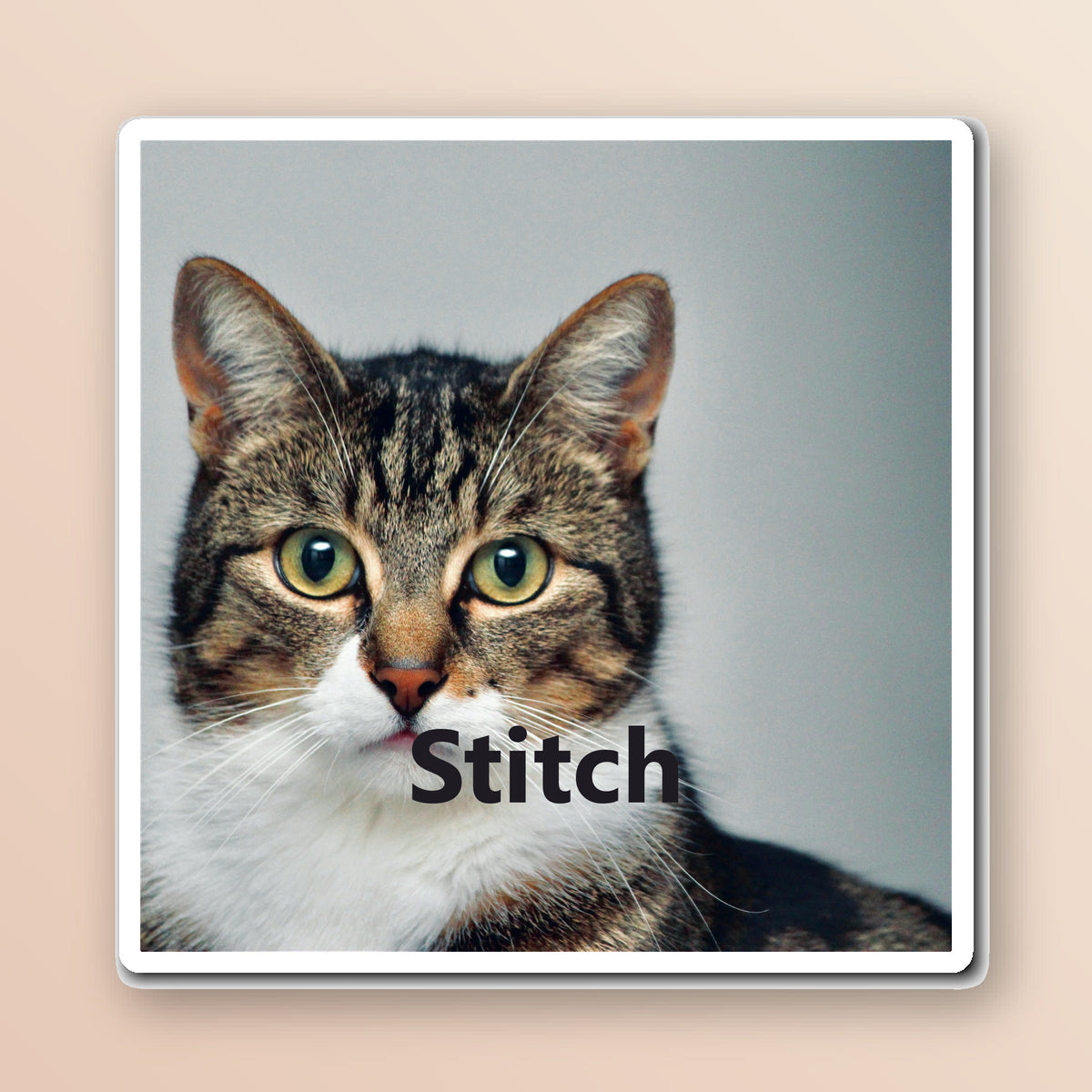 Custom pet photo fridge magnet showing a tabby cat photo and the name Stitch